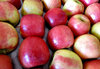apple shine