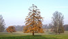 Autumn parkland