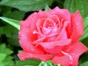 Roses and rain