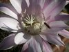 kaktus bloom
