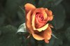 red rose