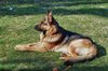 shepherd