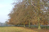 Parkland in autumn