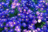 aster amellus