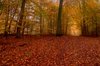 Forest bed in autumn - HDR
