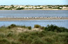 sandbar population