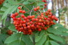 Rowan