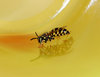 wasp 3