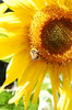 Sunflowers and bees 1