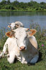 Cow 1