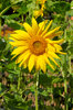 Sunflowers and bees 3