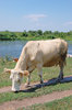 Cow 3