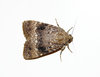 Moth 1
