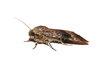 Moth 3