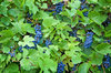 grapevine