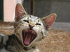 lazy kitten