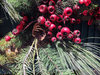 Berries and Foliage