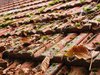 Leafs on roof