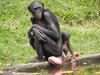 bonobo chimpanzees
