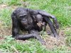 bonobo chimpanzees