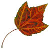 Leaf 19