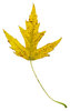 Leaf 21
