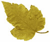 Leaf Tones 2