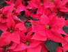 Poinsettia