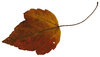 Leaf 22