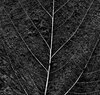 Leaf Texture 4
