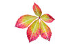 Autumn leaves