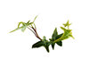 Ivy Curve