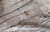 palm tree wood texture