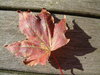 Maple leaf