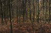 Deep Forest