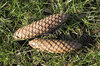 Conifer cones