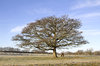 Winter field