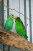 Green Aviary Budgies