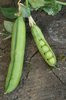 Pea Pods