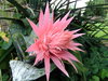 Bromeliad Flower