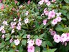 Impatiens