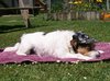 Sunning Dog