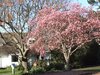 Spring Glory
