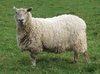 Spring Sheep