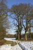 Copse in winter