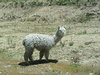 baby llama