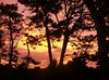 Pines at Sunset