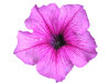 Pink flower