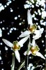 Snowdrops