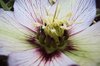 Hellebores